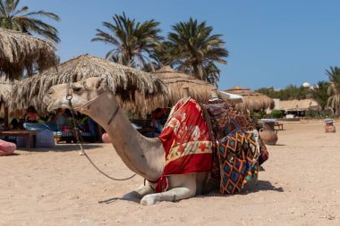 Dromedary deve sahara çöl plajı Sharm El Naga, Mısır