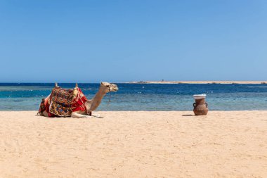 Deve Mısır sahillerinde oturuyor, güzel mavi deniz ve gökyüzü, Mısır