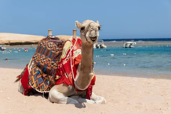 Camel Egyiptomi Strand Sharm Naga Gyönyörű Kék Tenger — Stock Fotó