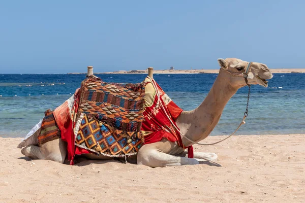 Camel Egyiptomi Strand Sharm Naga Gyönyörű Kék Tenger — Stock Fotó