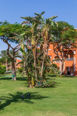 Hurghada, Mısır - 25 Eylül 2021: Otel Karayipler 'de muz ağaçları olan Mısır bahçesi