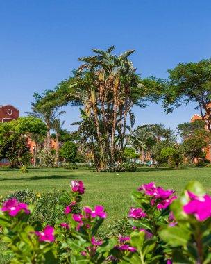 Hurghada, Mısır - 25 Eylül 2021: Otel Karayipler 'de muz ağaçları olan Mısır bahçesi