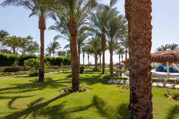 Hurghada Egito Setembro 2021 Jardim Egípcio Com Palmeiras Hotel Caribbean — Fotografia de Stock