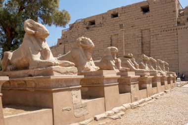 Sıraya dizilmiş bir yığın koç heykeli, Karnak tapınağı, Luxor, Mısır.
