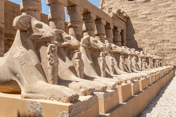 Купа Баранів Розмістилася Ряд Храм Карнак Луксор Єгипет — стокове фото