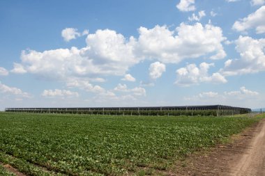 Sırbistan 'ın Haziran ayında soya fasulyesi tarlası ve dolu karşıtı ağla elma bahçesi