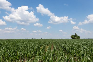 Sırbistan 'da mısır tarlası üzerinde güzel bir gün.