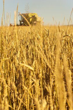 Biçerdöver buğday alan birleştirmek