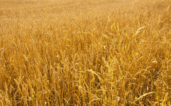 Wheat field — Stock Photo, Image