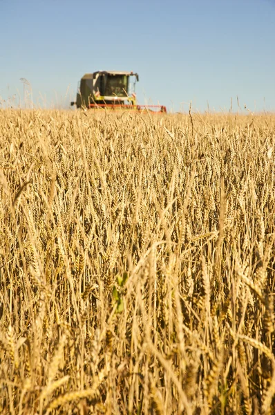 Combine harvester at wheat field — Stock Photo, Image
