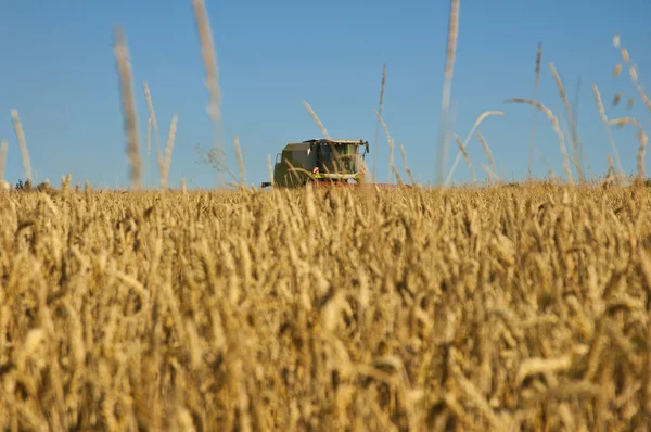 Tarweveld met combine harvester — Stockfoto