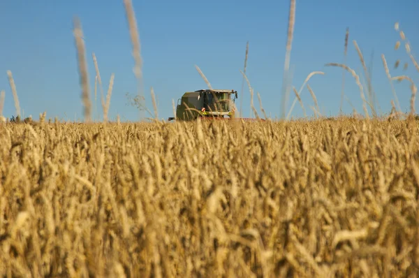 Pšeničné pole s kombajn — Stock fotografie
