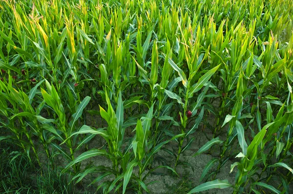 Corn field. — Stock Photo, Image