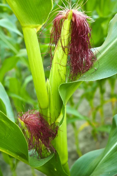 Corn field. — Stock Photo, Image