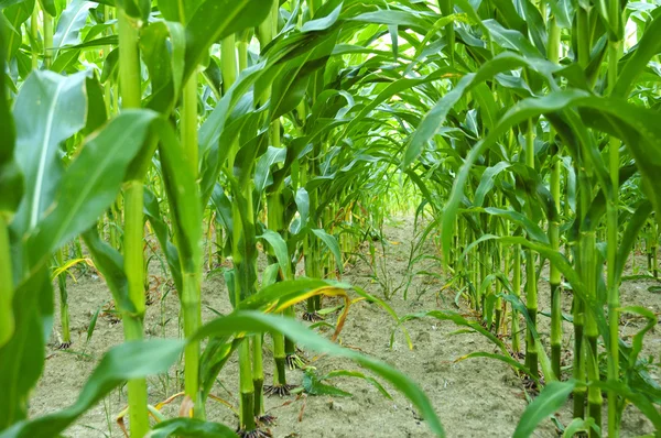 Corn field. — Stock Photo, Image