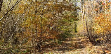 Sonbahar ormanı, ağaçlar, yapraklar, yollar, otlar