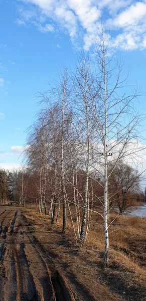 Kışın nehir kenarındaki yol boyunca huş ağaçları bulutlu mavi gökyüzüne karşı.