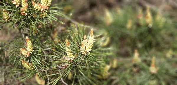 Detail Zeleného Kužele Borovice Rozmazaným Pozadím Lese — Stock fotografie