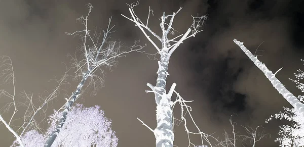 Schwarz Weiße Welke Bäume Vor Dem Hintergrund Eines Sommerlich Bewölkten — Stockfoto