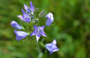 Bulanık arka planda büyüyen güzel mavi çiçekler