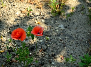 Güzel kırmızı gelincikler tarlada, yakın görüş.