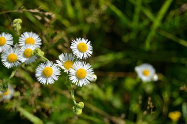 Güzel papatya çiçekleri yeşil çimlerde, yakın görüş