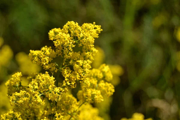 Крупним Планом Жовта Квітка Лузі Влітку — стокове фото