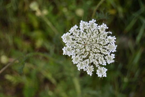 Close White Flower Meadow Summer — Stock Photo, Image