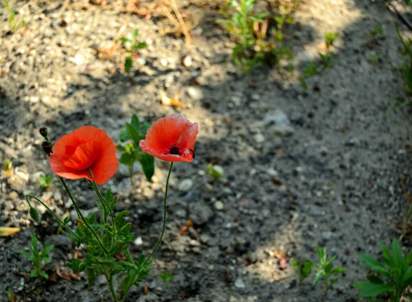 Schöne Rote Mohnblumen Auf Einem Feld Nahsicht — Stockfoto