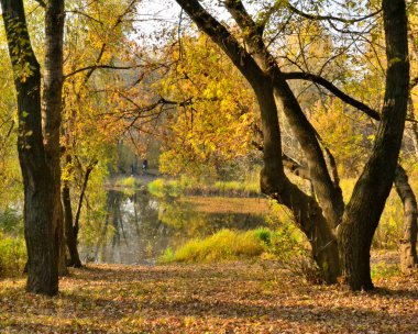 Sonbahar mevsiminde sarı yaprakları ve gölü olan güzel bir park.