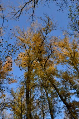 Mavi gökyüzüne karşı sarı yapraklı ağaçlar