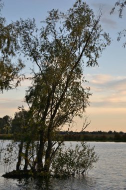 Peyzaj. Nehrin suları tarafından taşan bir ağaç, çayırın kıyısı, gün batımı gökyüzü bulutlarla dolu. sonbahar
