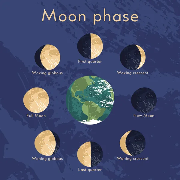 Fase Bulan Siklus Bulan Bulan Sinodik Sisi Lunary Terlihat Bulan - Stok Vektor
