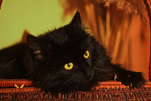 Sepetteki siyah kedi