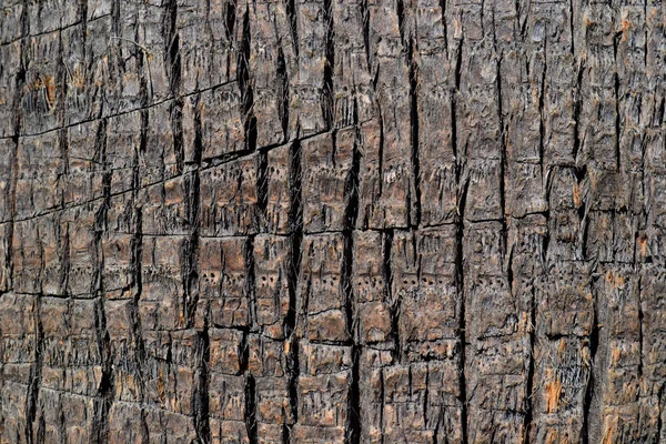 Tree bark — Stock Photo, Image