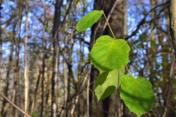 Last leaf — Stock Photo, Image