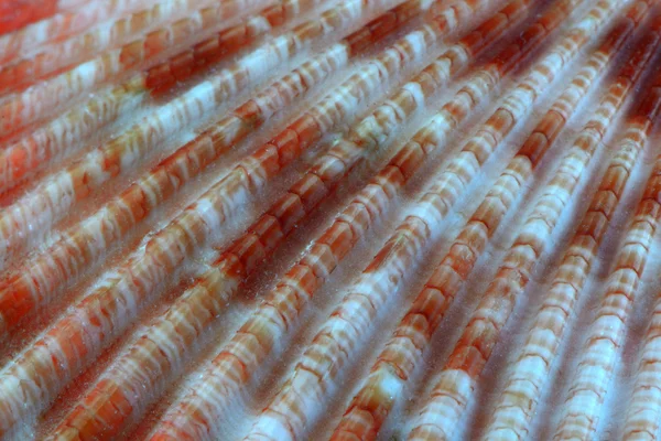 Seashell texture background — Stock Photo, Image