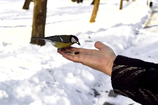 Birds feeding in winter — Stock Photo, Image