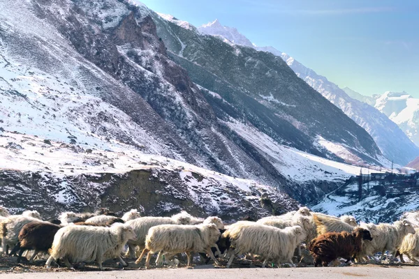 Schafe auf der Bergstraße — Stockfoto