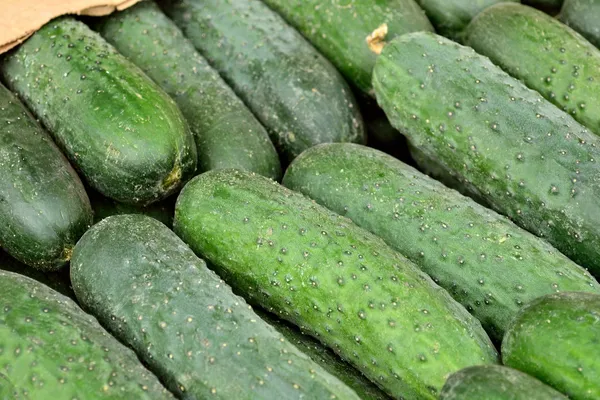 Fresh cucumbers background — Stock Photo, Image
