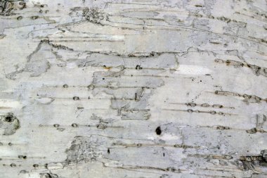 Huş kabuğu arka plan