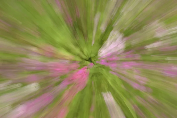 Flowers in blur ligh in green and pink — Stock Photo, Image