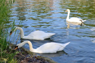  Beyaz Kuğu çoğu şehir gölet