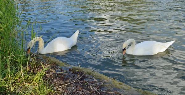 Paar weißer Schwäne fressen Futter im Dickicht Teich — Stockfoto