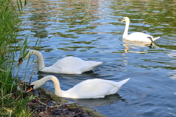 White swans are on the  of the city pond — Stock Photo, Image
