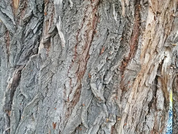幹全体の古い木の樹皮 — ストック写真