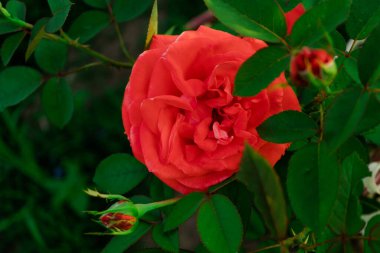 Çiçek açan bir gül goncası, kızıl, arkadan süzülür, bitkinin yaprakları ve sapları