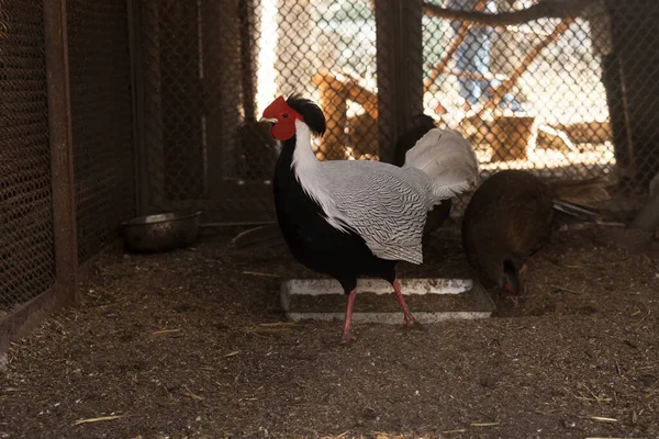 Csirkék Mesterséges Óvodában Előtérben Fekete Fehér Tollazatú Kakas — Stock Fotó