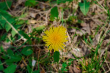 Baharda açan sarı karahindiba, düzensiz bitkiler arasındadır.