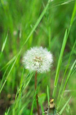 Yumuşak beyaz karahindiba otların arasında yetişir..